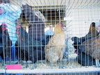 Chick Chain 2004 040